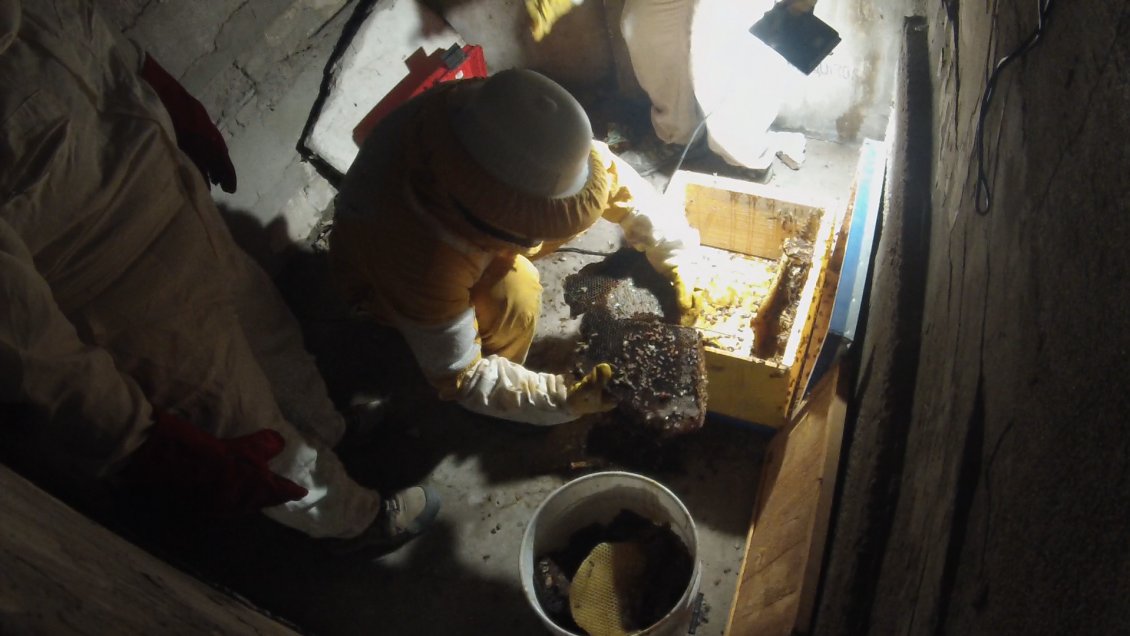 Insólito: Encuentran en Arica un panal de 30.000 abejas dentro de un nicho de 1892