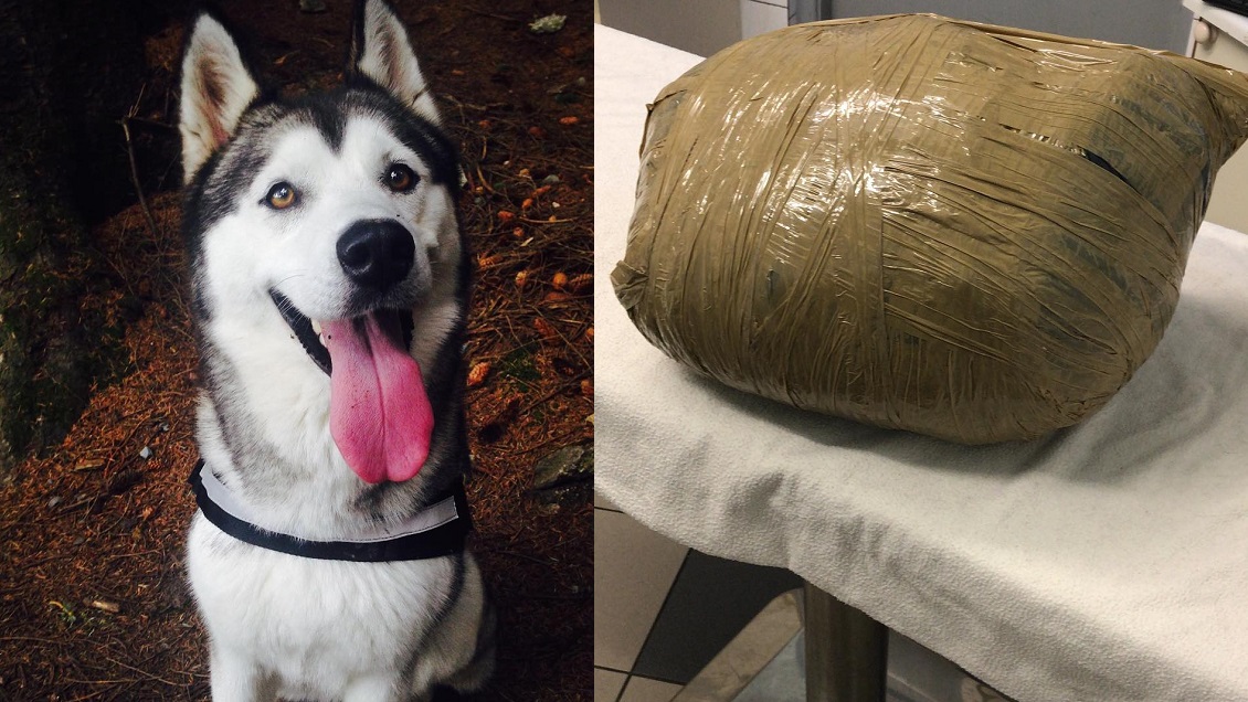 Mujer dejó a su perrita por tres días en guardería y se la devolvieron muerta en una bolsa