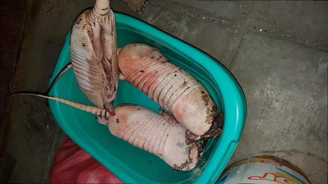 Detectan venta de tres armadillos faenados en Iquique