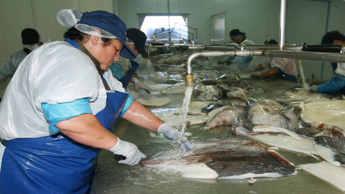 Barcos industriales del Biobío vuelven a capturar jibia después de ocho meses de 