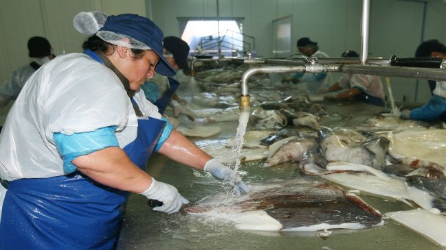 Barcos industriales del Biobío vuelven a capturar jibia después de ocho meses de 
