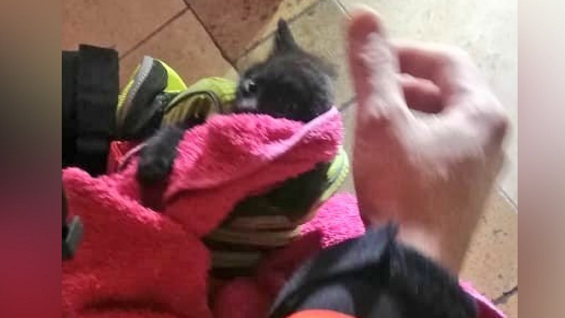Bomberos rescató a un gato chico que estaba atrapado entre los tabiques de una casa
