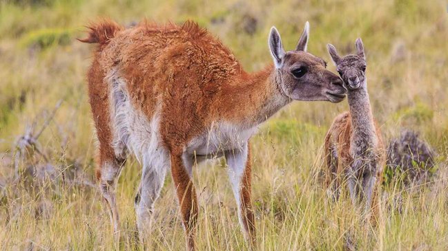  Tompkins Conservation entregó Parque Patagonia a Chile  