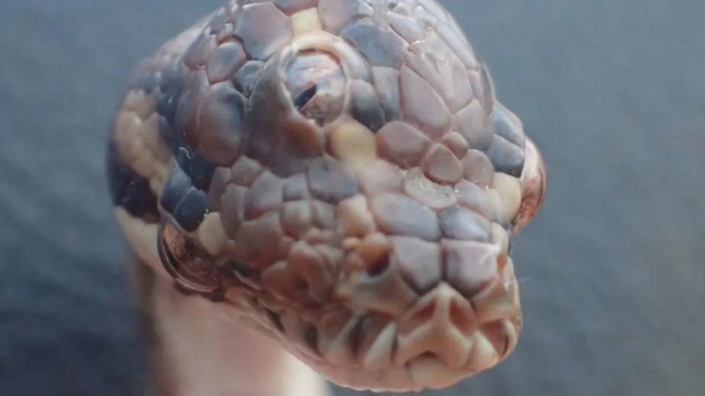 Encuentran viva a una pitón de tres ojos en Australia