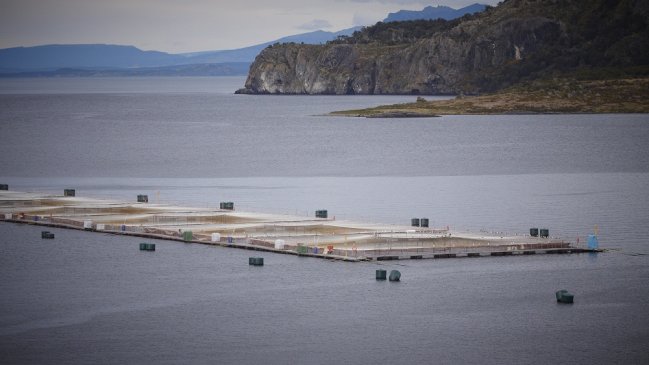 Buzo profesional murió en centro de cultivo de salmones en Puerto Natales