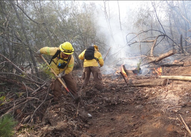 Incendios de Casablanca han consumido más de 100 hectáreas de vegetación