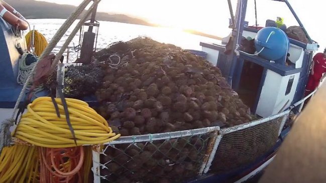 Decomisan tres toneladas de erizos en Quellón