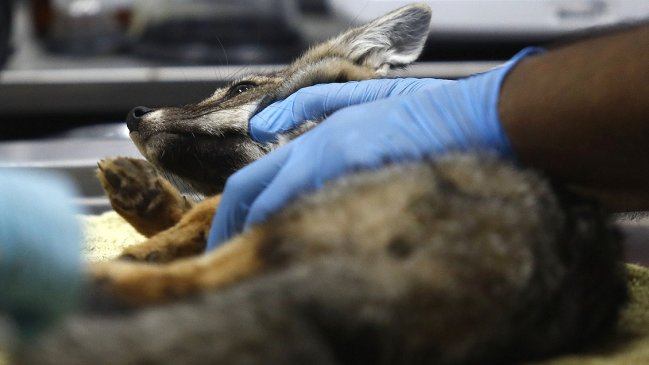 Hombre entró con perros a un Parque Nacional y éstos mataron a un zorro