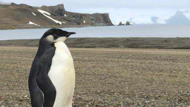 La propuesta de chilenos y argentinos para proteger el hábitat de los pingüinos emperador