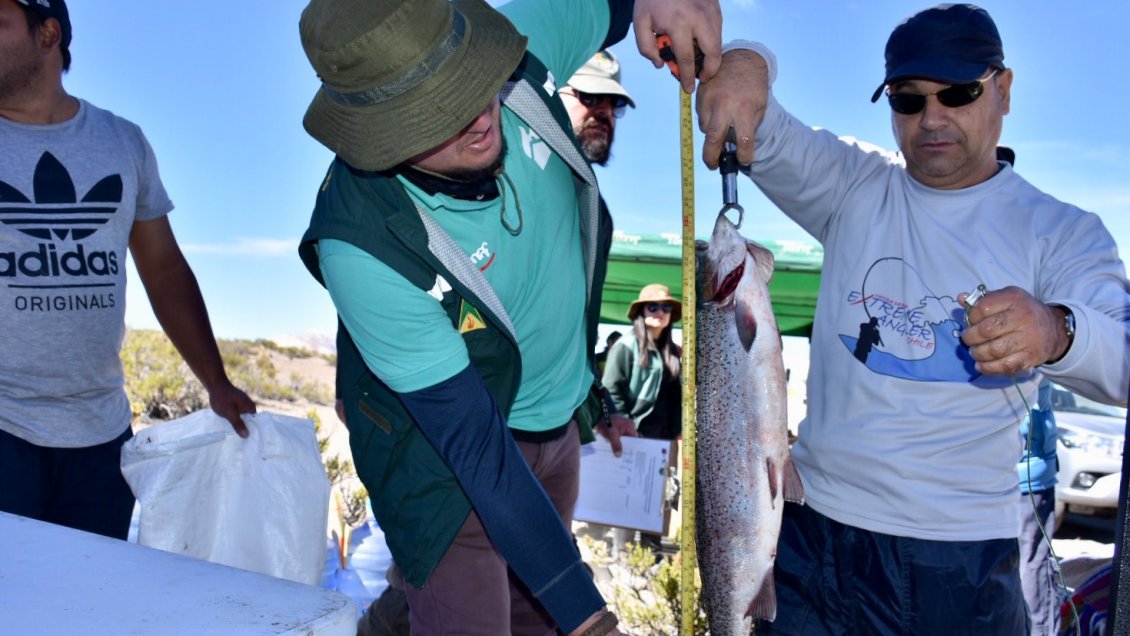 Arica y Parinacota: En Lago Chungará capturan trucha de siete kilos