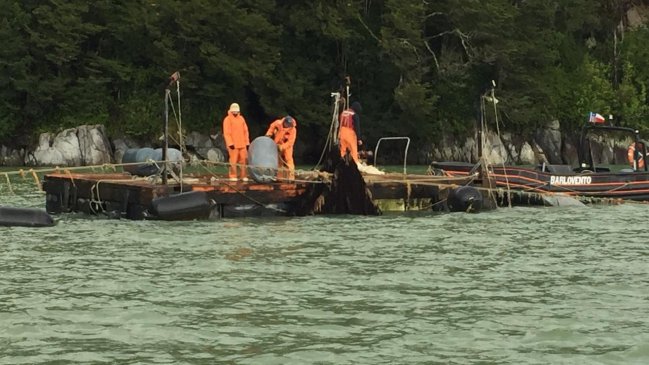 Productores de choritos de Cochamó y Hualaihué lamentan millonarias pérdidas tras temporal