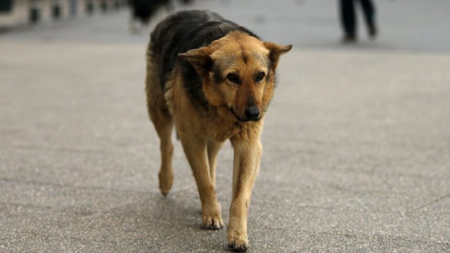 Municipio de Chile Chico presenta querella por envenenamiento de mascotas