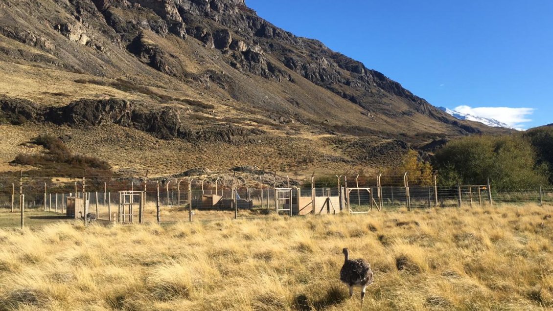 Buscan recuperar población de ñandúes en Parque Nacional Patagonia