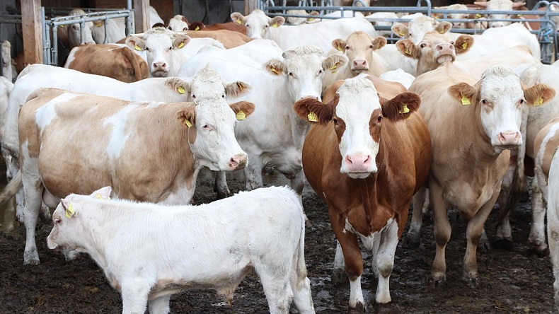 Buscan extraditar a Chile a un neozelandés por brutal matanza de 1.500 terneros