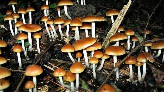 Denver: La primera ciudad de EE.UU. que despenaliza los 