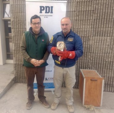 PDI rescató lechuza protegida por Ley en San Vicente de Tagua Tagua