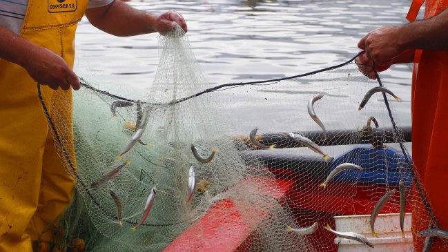Aumentan cuota para captura de sardina y anchoveta en el Biobío