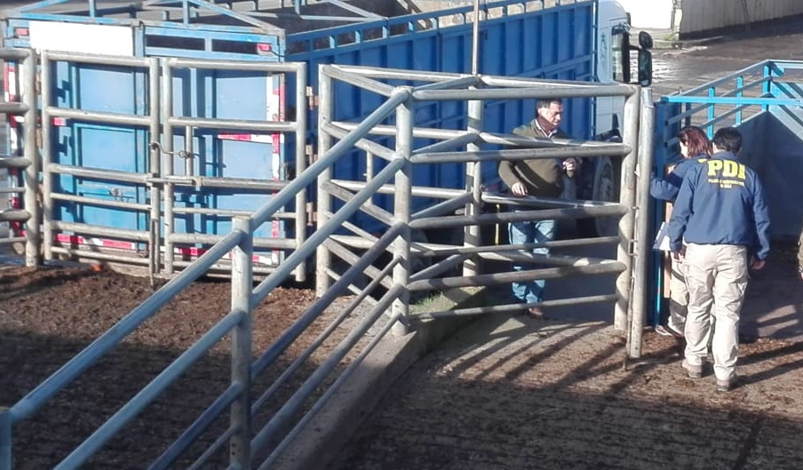 Osorno: Trabajador fue muerto por un toro embravecido