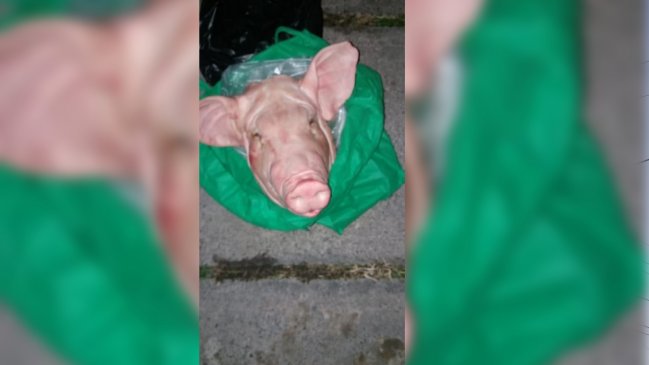 Dueña de tienda denunció amenaza de clubes nocturnos con cabeza de chancho
