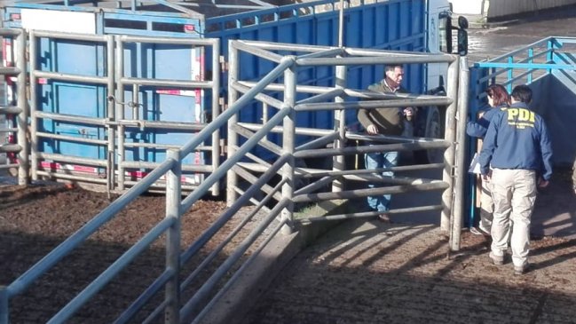 Osorno: Trabajador fue muerto por un toro embravecido