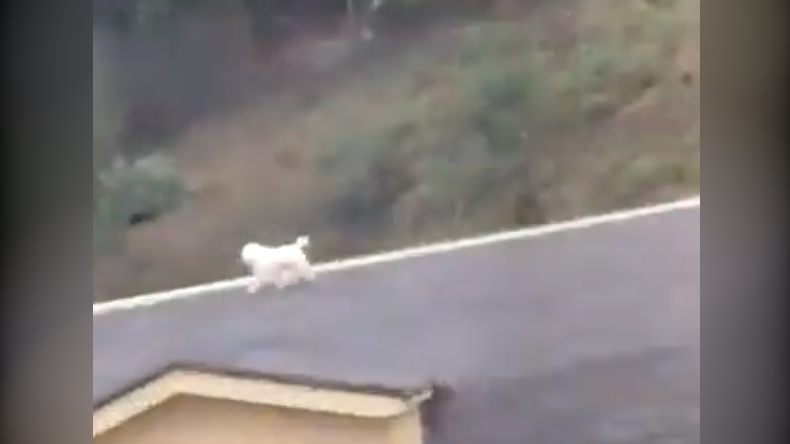 Firulais se volvió a subir al techo y provocó la risa descontrolada de su vecina