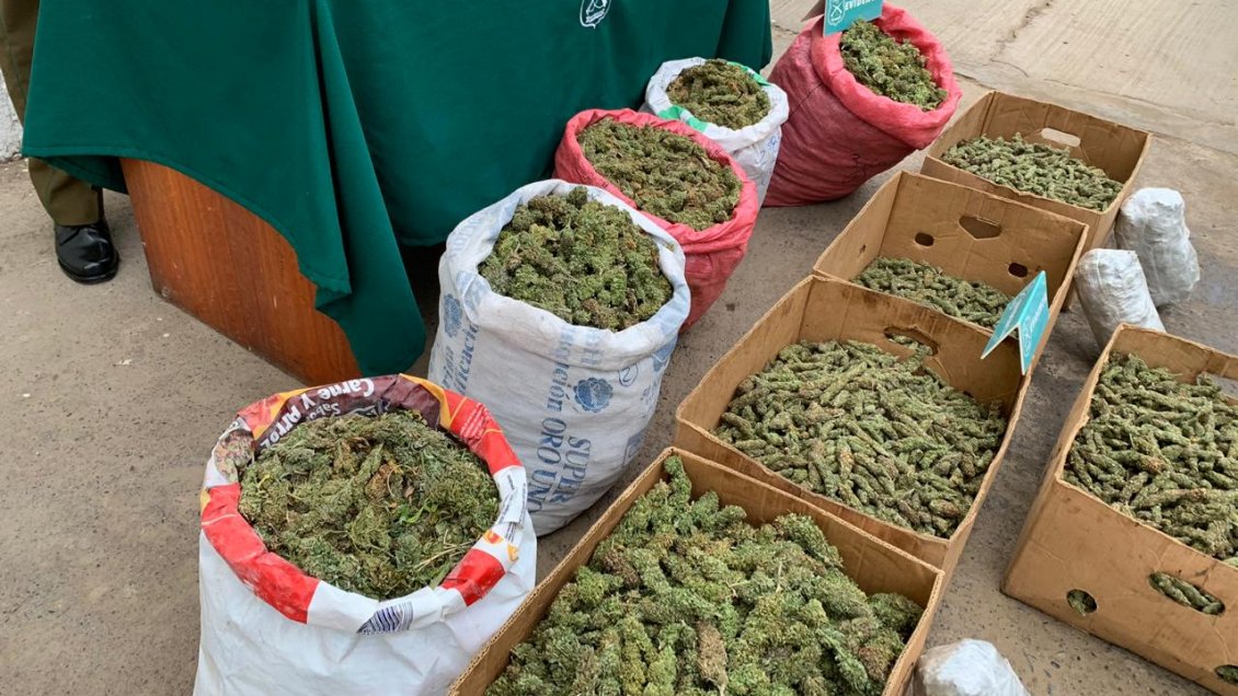 Incautan en Punitaqui 38 kilos de marihuana recién cosechada