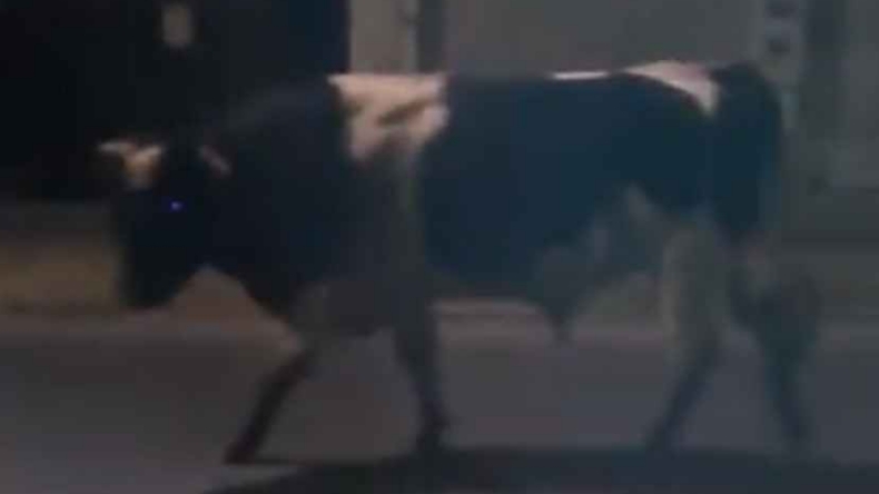 Carabineros activó plan especial para las vacas 