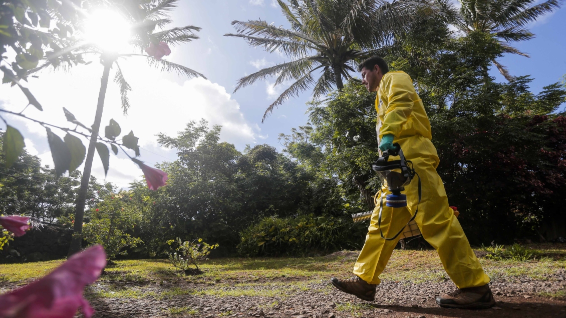 Declaran alerta sanitaria en Rapa Nui por casos de dengue