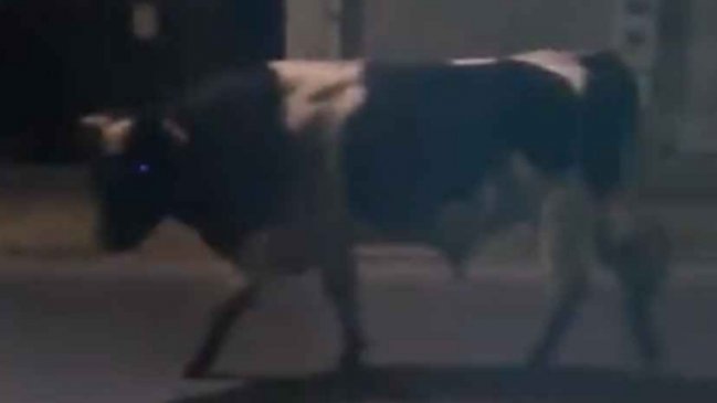 Carabineros activó plan especial para las vacas 