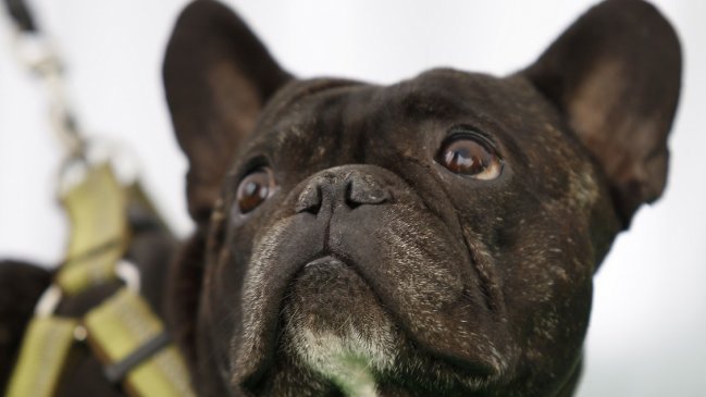 Científicos identifican gen que provoca problemas respiratorios a perros como los pug y bulldog