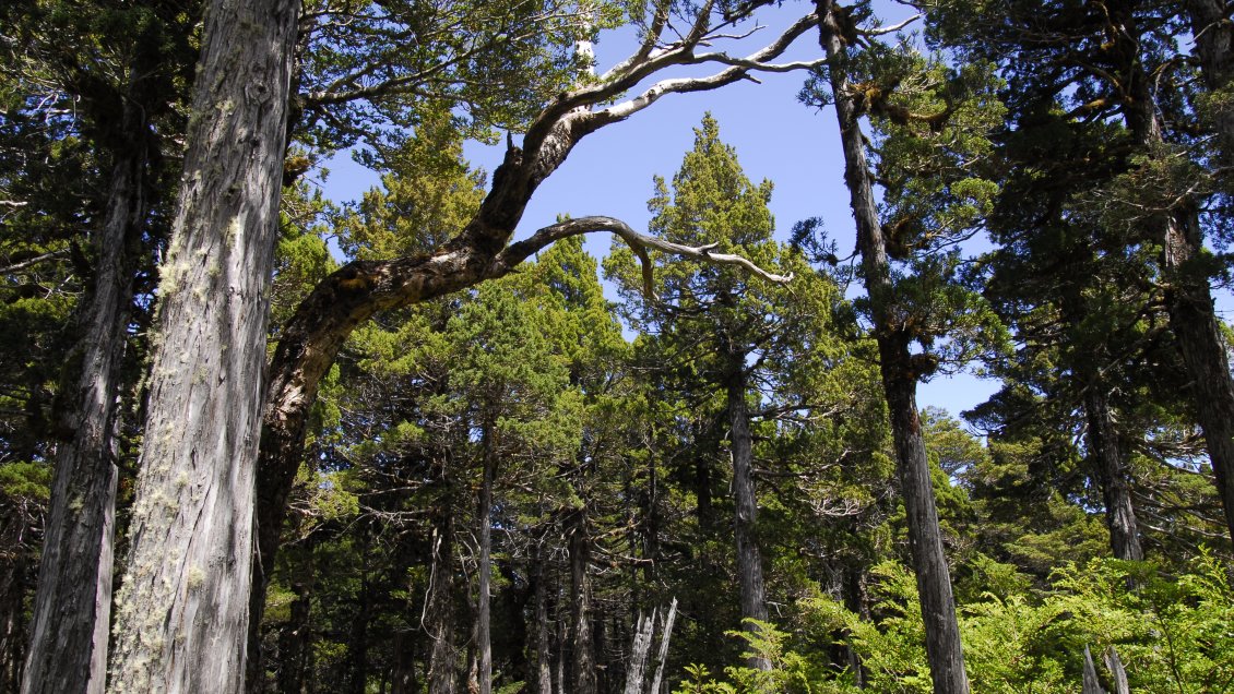 Académico advierte muerte de bosque nativo en Los Ríos debido al cambio climático