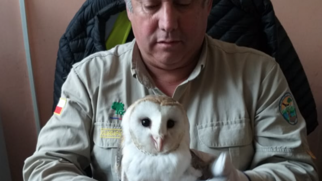 Rescatan lechuza al interior de gimnasio en Doñihue