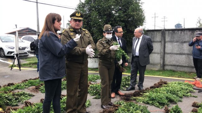 Gendarmes no llegaron con imputados por plantación de marihuana a audiencia