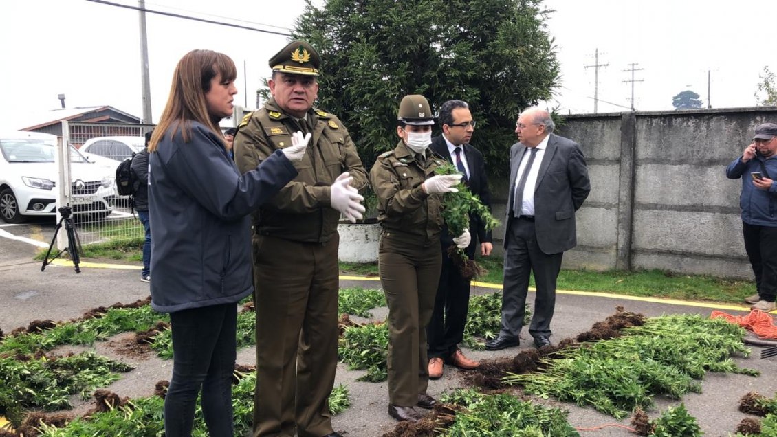 Gendarmes no llegaron con imputados por plantación de marihuana a audiencia