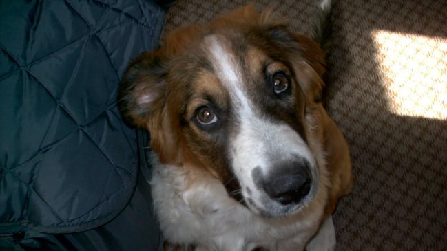 Cámaras de seguridad captaron a hombre golpeando y pisando a su perro