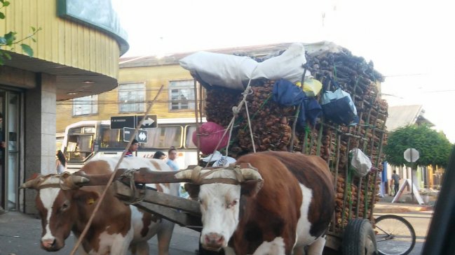 Inician campaña para declarar a familia de cochayuyeros como patrimonio cultural inmaterial