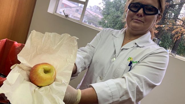 Biobío: Investigadores crean papel de alga para la protección de la fruta