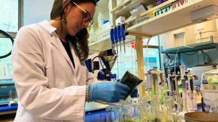  Equipo científico chileno creó inédito papel de alga para conservar la fruta  