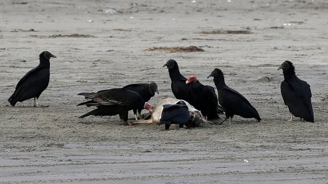 Chiloé seguirá bajo alerta sanitaria hasta fin de año por crisis de la basura