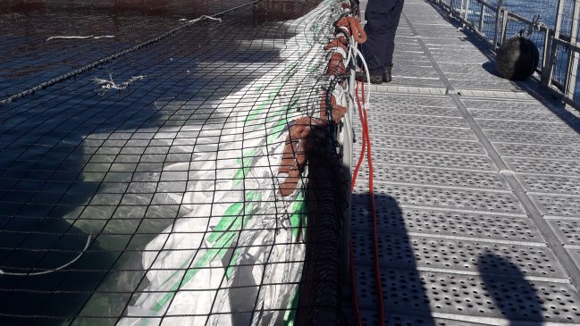 Sernapesca constató mal manejo de salmones muertos en centro de cultivo de Quellón