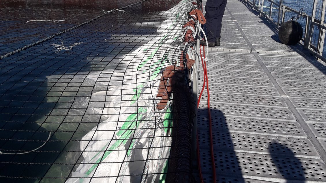 Sernapesca constató mal manejo de salmones muertos en centro de cultivo de Quellón