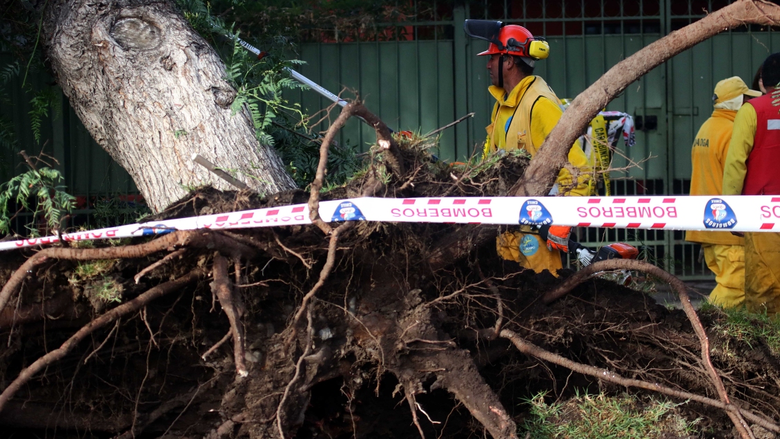 Municipios tendrán que catastrar y velar por el estado de los árboles