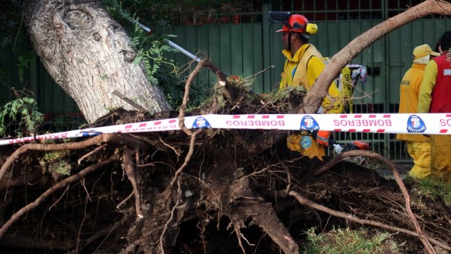 Municipios tendrán que catastrar y velar por el estado de los árboles