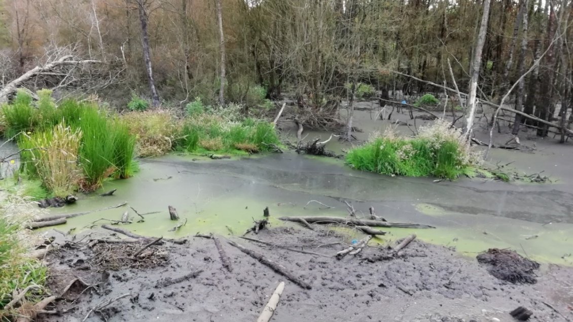 SMA inicia procedimiento contra vertedero en Chiloé por 