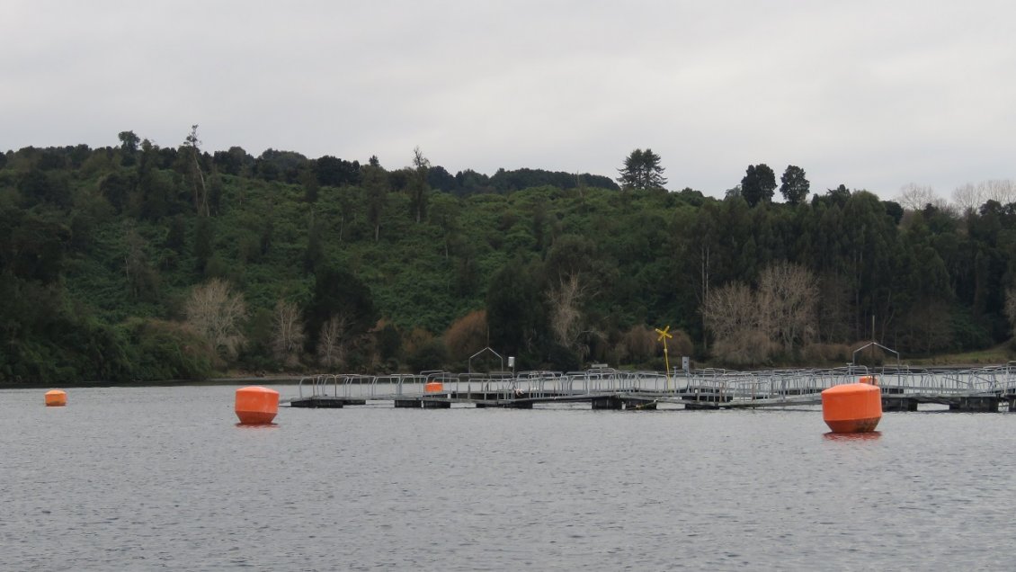 Salmonera anuncia el fin de su producción en lagos del sur