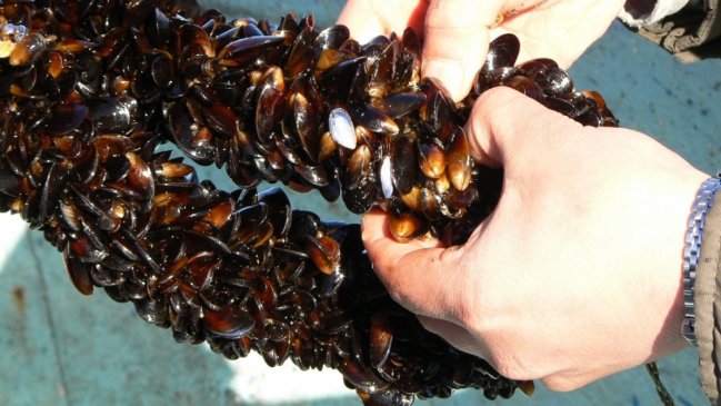 Cierre de vertederos industriales impacta fuentes laborales en Chiloé