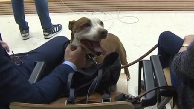 Condenan a hombre por tirar a su perra a la basura en una maleta