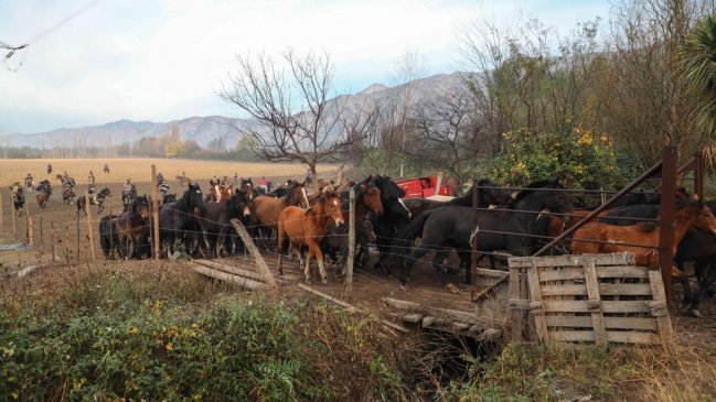 Más de 100 equinos han muerto en zona cordillerana de Graneros: Brindan ayuda veterinaria en el lugar
