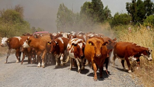 Conforman mesa multisectorial contra el abigeato en la provincia de Punilla