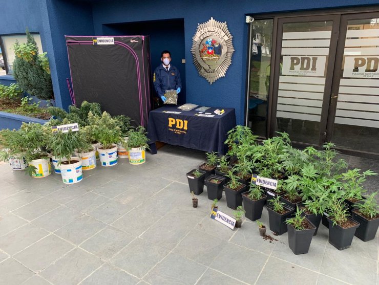 PDI descubrió cultivo de marihuana cuando buscaba a prófugo por robo